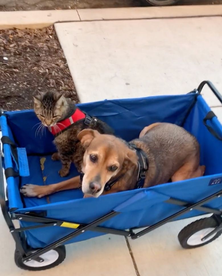 pets in wagon