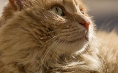 Stress-Free Vet Visits: How to Prep Your Cat for a Trip to the Vet in Philadelphia