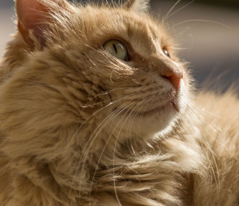 cat