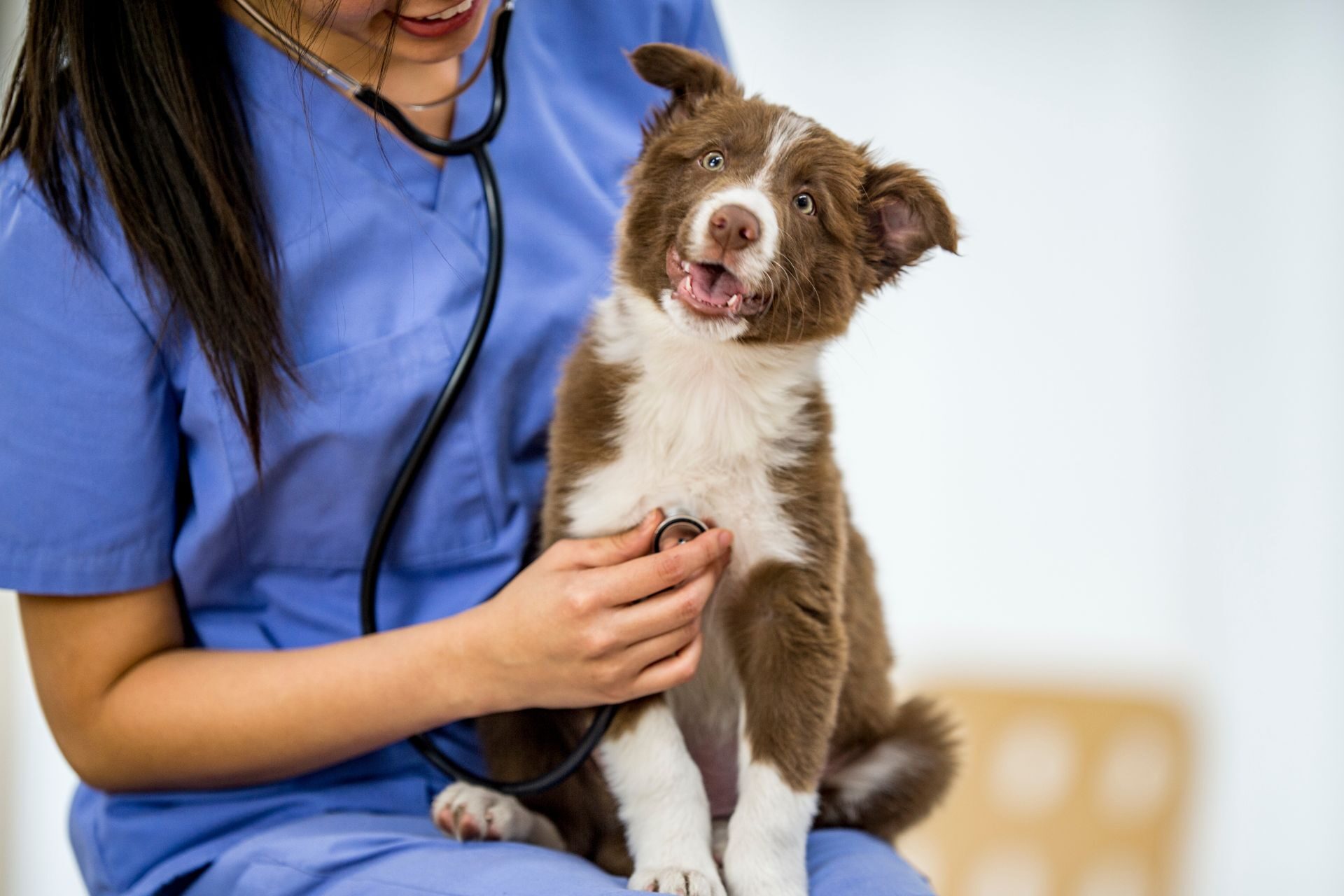 Philadelphia PA Vet Exam And Vaccine Prices Love City Vet