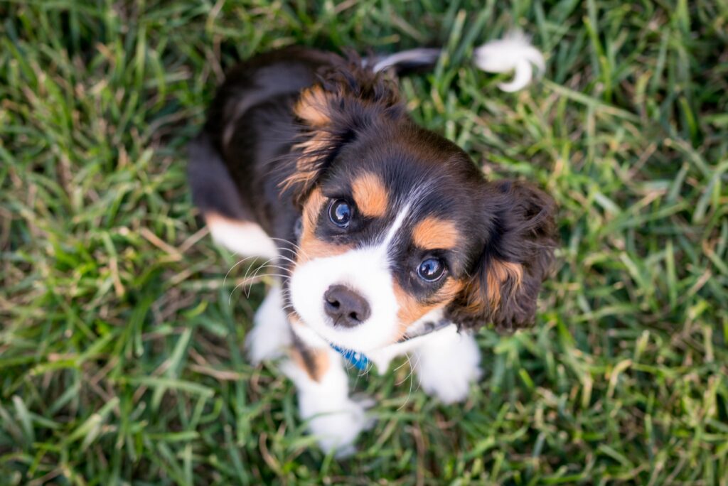 dogs allergic to cigarette smoke symptoms Secondhand and e-cigarette aerosol exposure in and cats: A scoping review with implications for smoking cessation among pet owners Think your dog might have