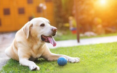 Dr. G’s 3 Tips to Keep Your Pet Safe During a Heat Wave (From a Northern Liberties Vet Who’s Seen It All)