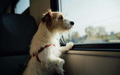 Ready, Set, Travel! A Pet Parent’s Guide to Domestic & International Travel With Your Pet