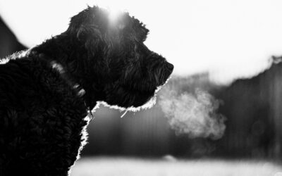 Wildfire Smoke in Philly: How to Keep Your Dog and Cat Safe During Code Red Air Quality Days