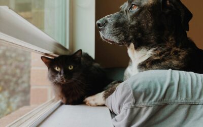 Rabies Vaccination for Dogs & Cats: What Philly Pet Owners Should Know