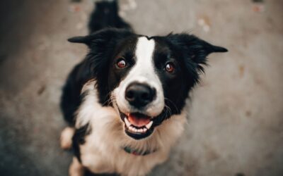 Can Dogs Have Pumpkin Spice Lattes? A Vet’s Guide to Pumpkin Spice Season